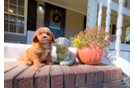 Cute Cavadoodle Poodle Mix Puppy