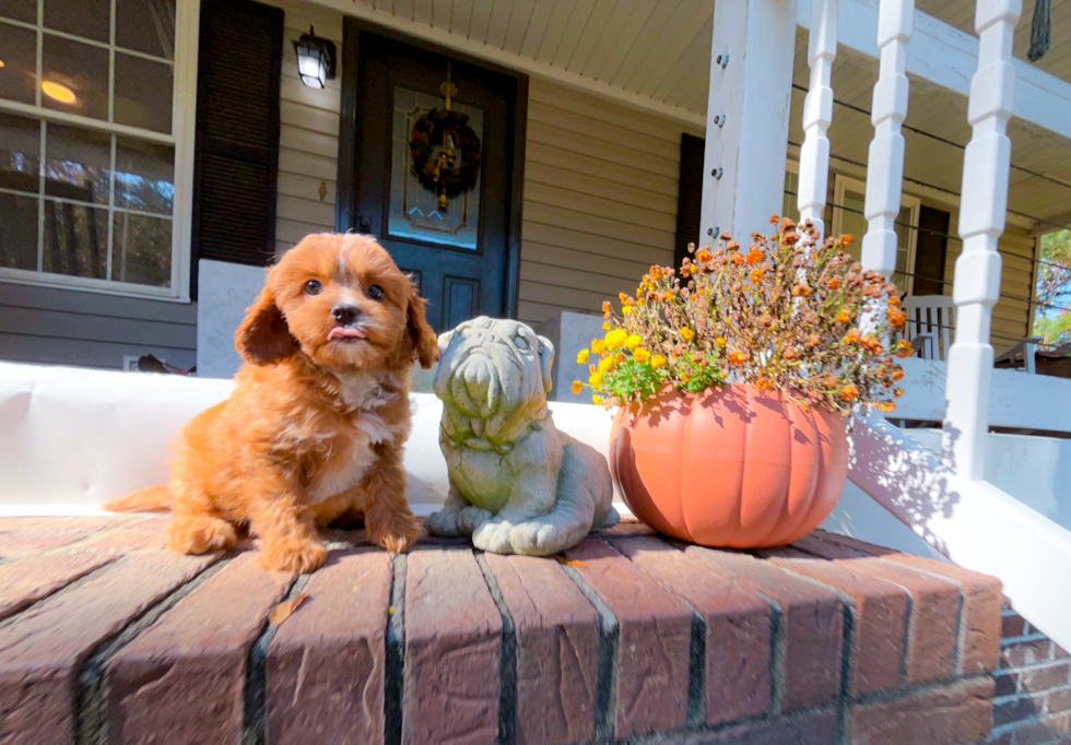 Cute Cavadoodle Poodle Mix Puppy