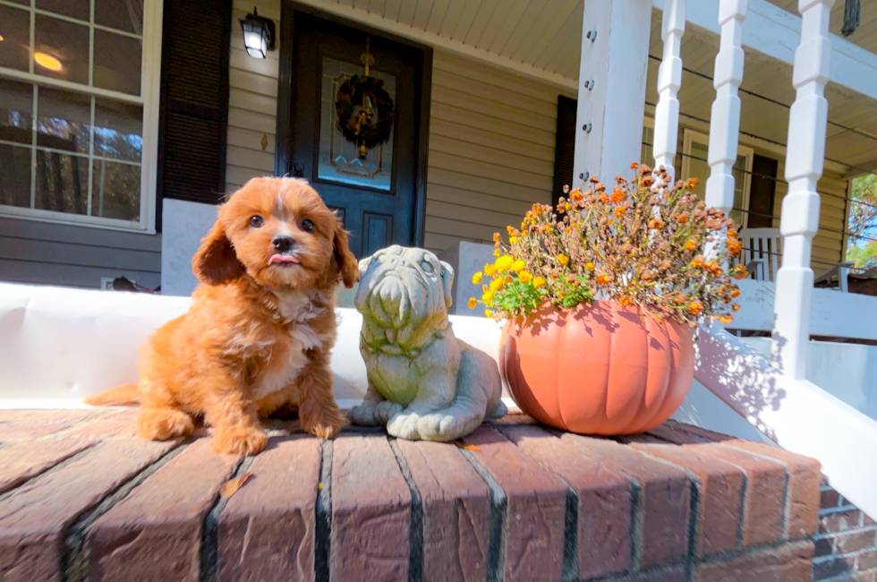 9 week old Cavapoo Puppy For Sale - Simply Southern Pups