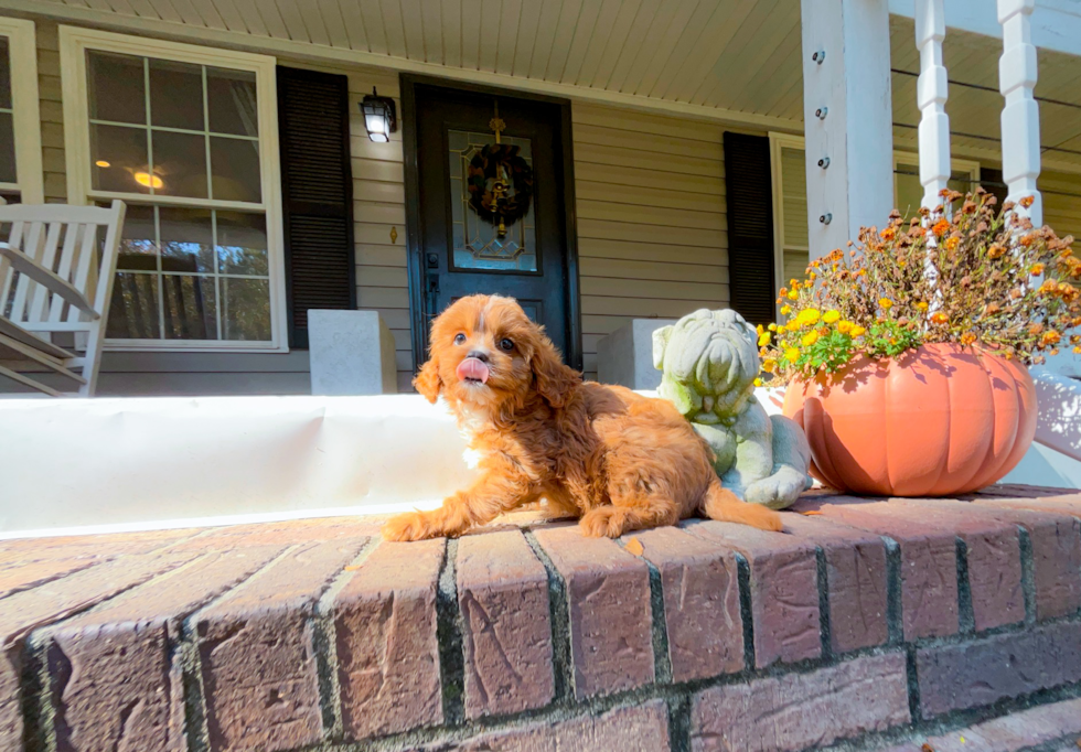 Cavapoo Puppy for Adoption