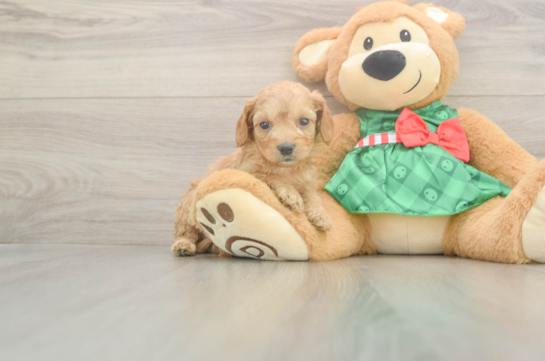 Cavapoo Puppy for Adoption