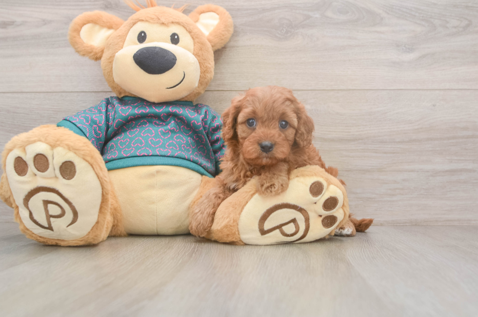 5 week old Cavapoo Puppy For Sale - Simply Southern Pups