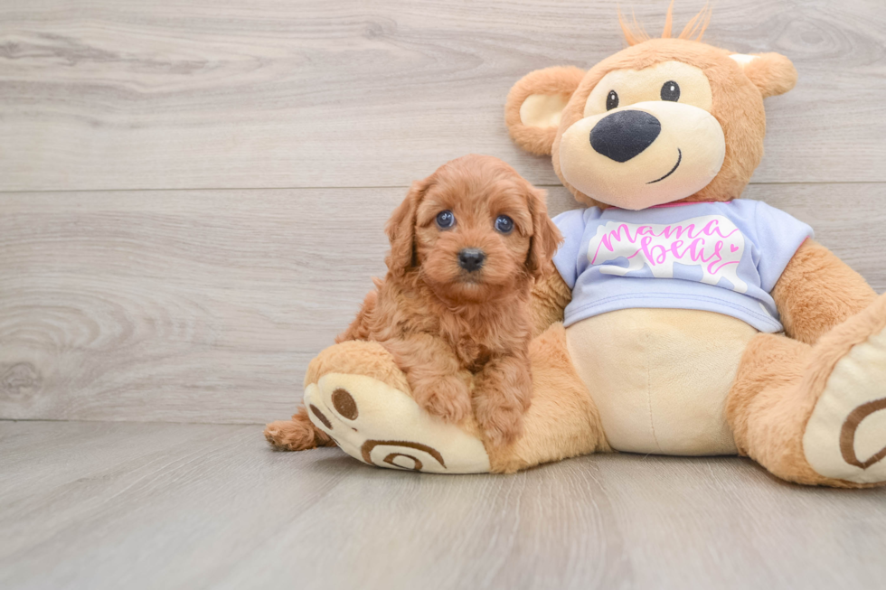 Cavapoo Puppy for Adoption