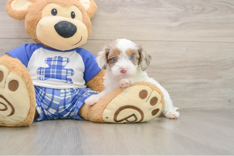 Cavapoo Pup Being Cute