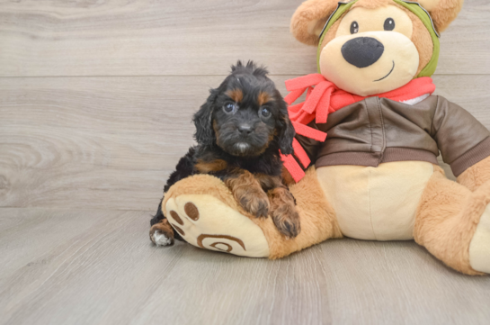 Fluffy Cavapoo Poodle Mix Pup