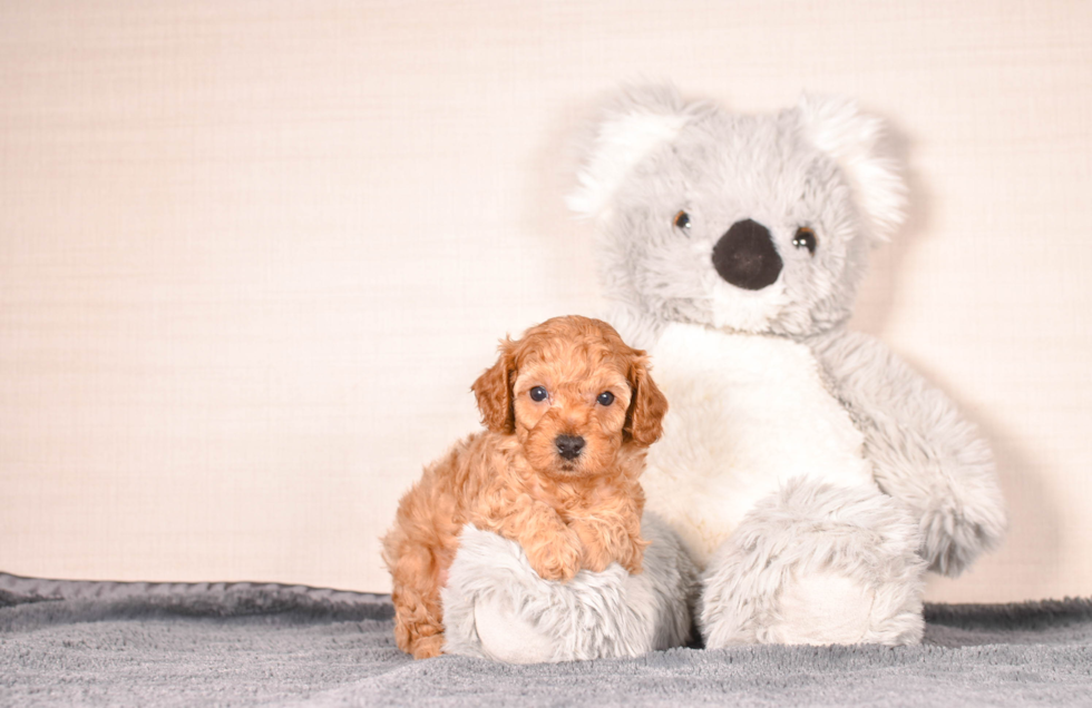 Cute Cavapoo Poodle Mix Pup