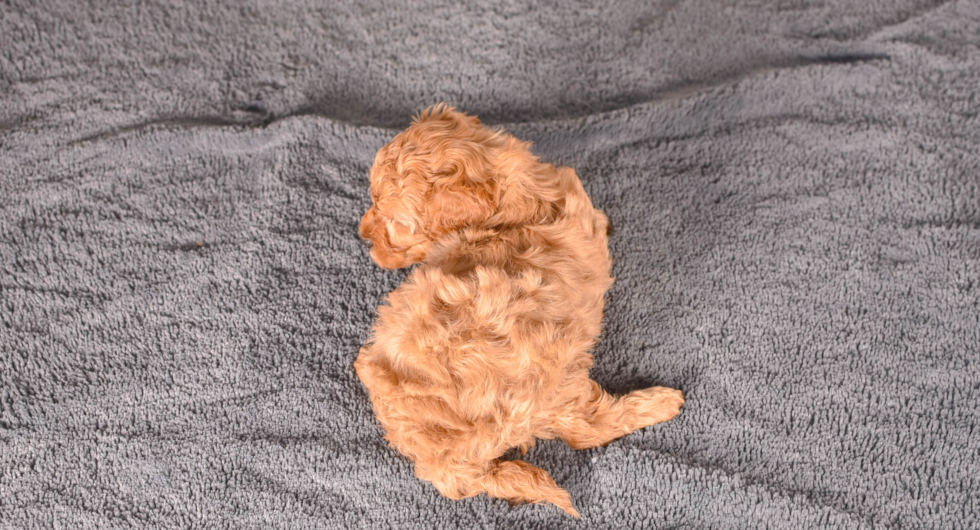 Cute Cavapoo Poodle Mix Pup