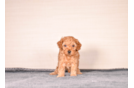Cute Cavapoo Baby