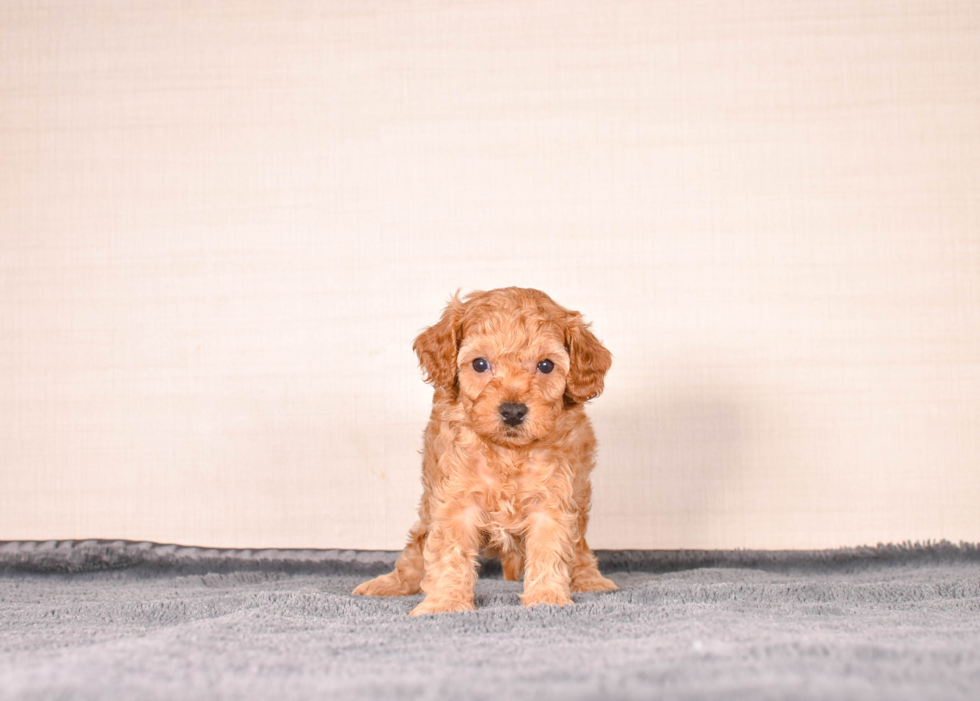 Cute Cavapoo Baby