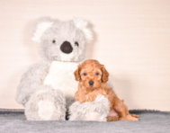 8 week old Cavapoo Puppy For Sale - Simply Southern Pups