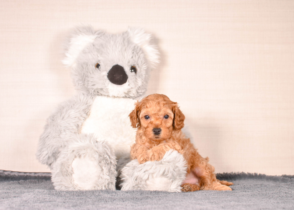 Best Cavapoo Baby