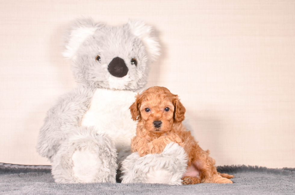 5 week old Cavapoo Puppy For Sale - Simply Southern Pups