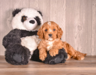 8 week old Cavapoo Puppy For Sale - Simply Southern Pups