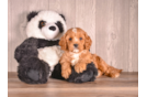 Cute Cavadoodle Poodle Mix Puppy
