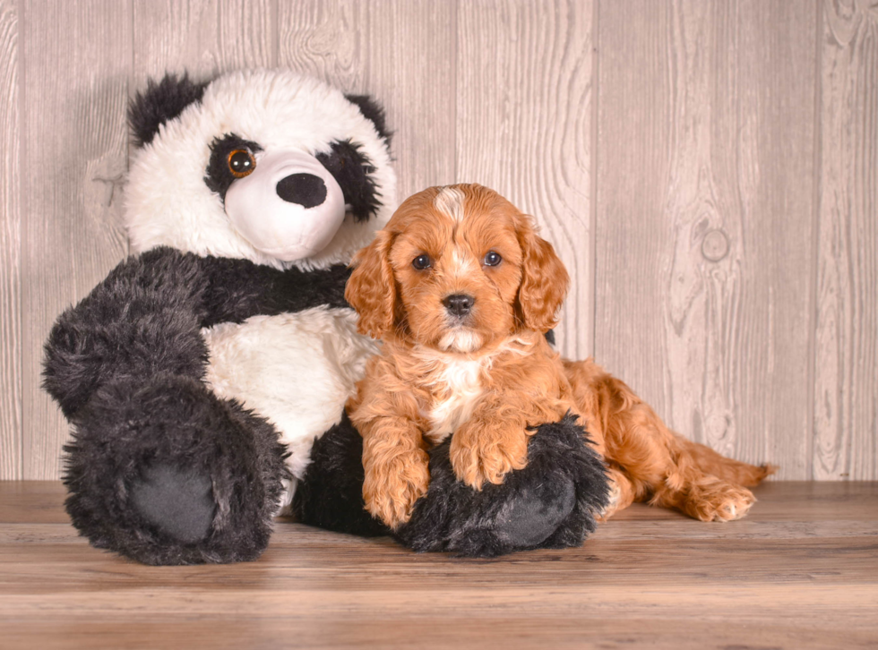 Cute Cavadoodle Poodle Mix Puppy