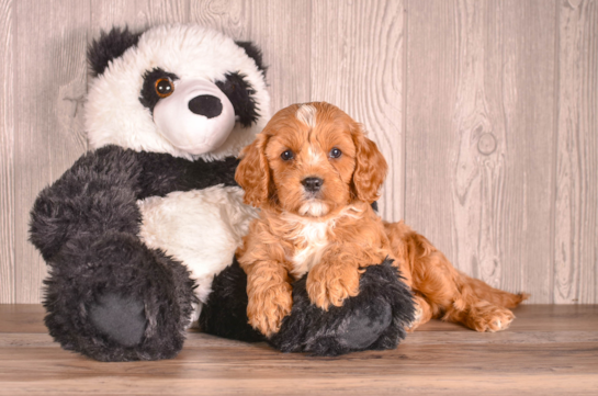 Cute Cavadoodle Poodle Mix Puppy