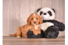 Best Cavapoo Baby