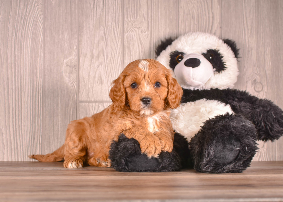 Best Cavapoo Baby