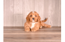 Cavapoo Pup Being Cute