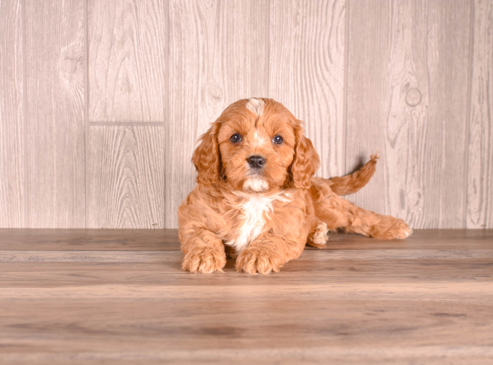 Cavapoo Pup Being Cute