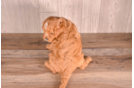 Best Cavapoo Baby