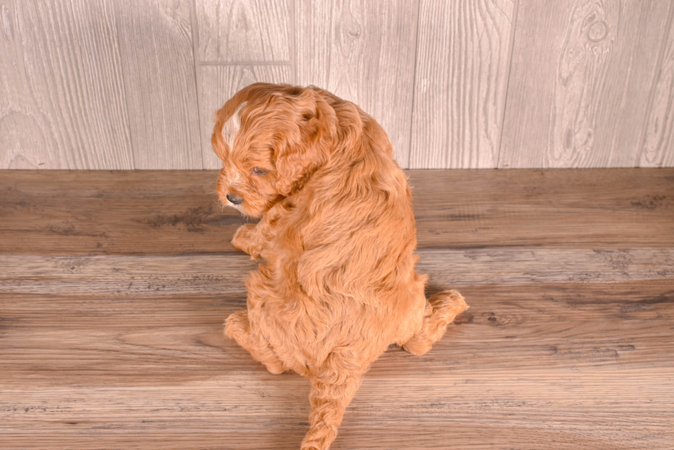 Best Cavapoo Baby
