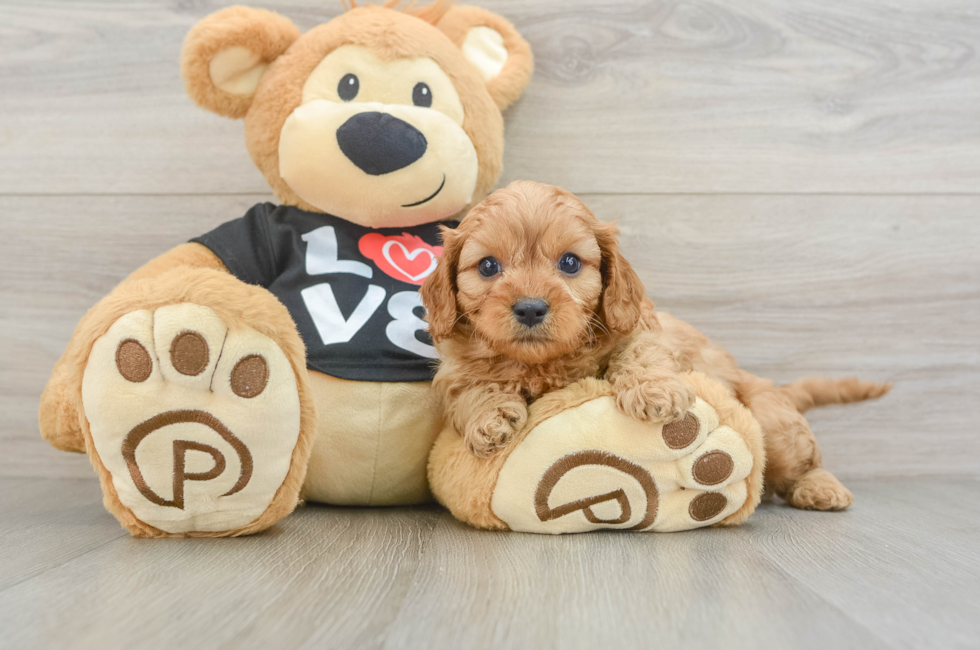 6 week old Cavapoo Puppy For Sale - Simply Southern Pups