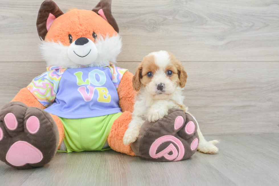 Funny Cavapoo Poodle Mix Pup
