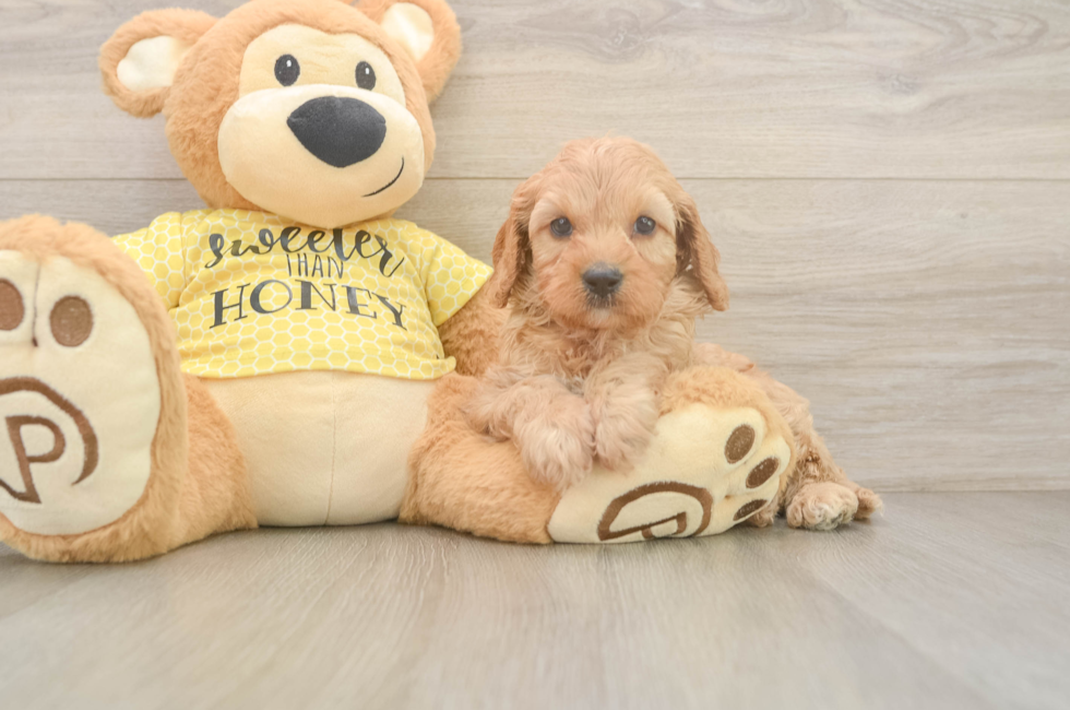 6 week old Cavapoo Puppy For Sale - Simply Southern Pups