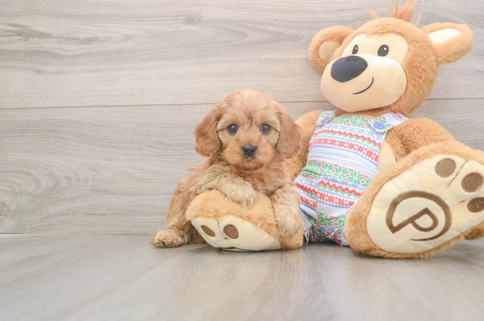 5 week old Cavapoo Puppy For Sale - Simply Southern Pups