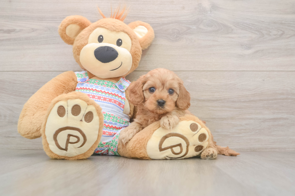 Cavapoo Pup Being Cute