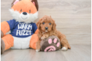 Energetic Cavoodle Poodle Mix Puppy