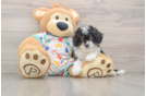 Cavapoo Puppy for Adoption