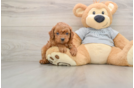 Fluffy Cavapoo Poodle Mix Pup