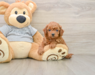 8 week old Cavapoo Puppy For Sale - Simply Southern Pups