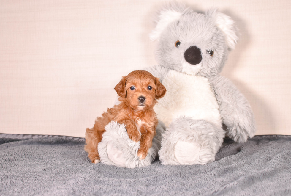 Best Cavapoo Baby