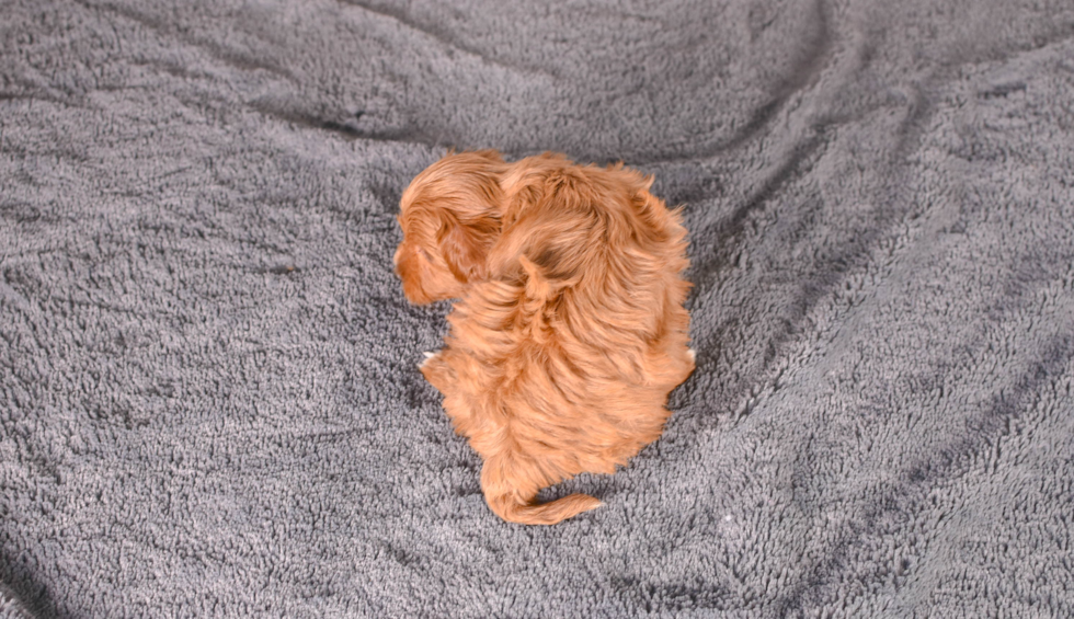 Cavapoo Puppy for Adoption