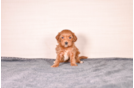 Cavapoo Puppy for Adoption