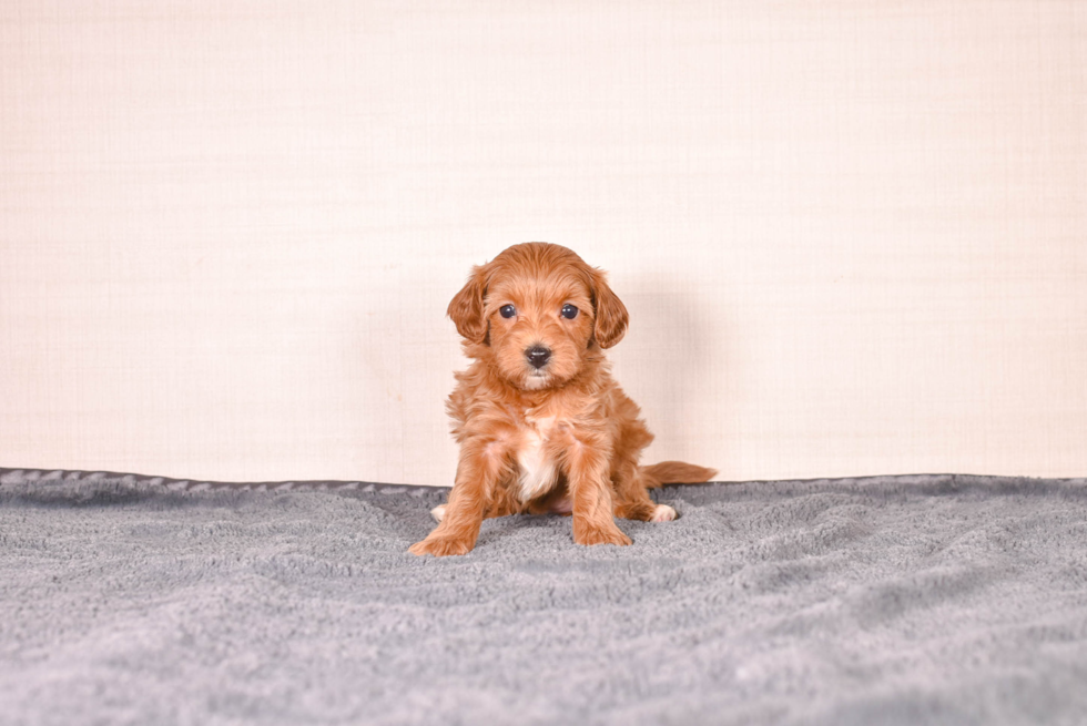 Cavapoo Puppy for Adoption