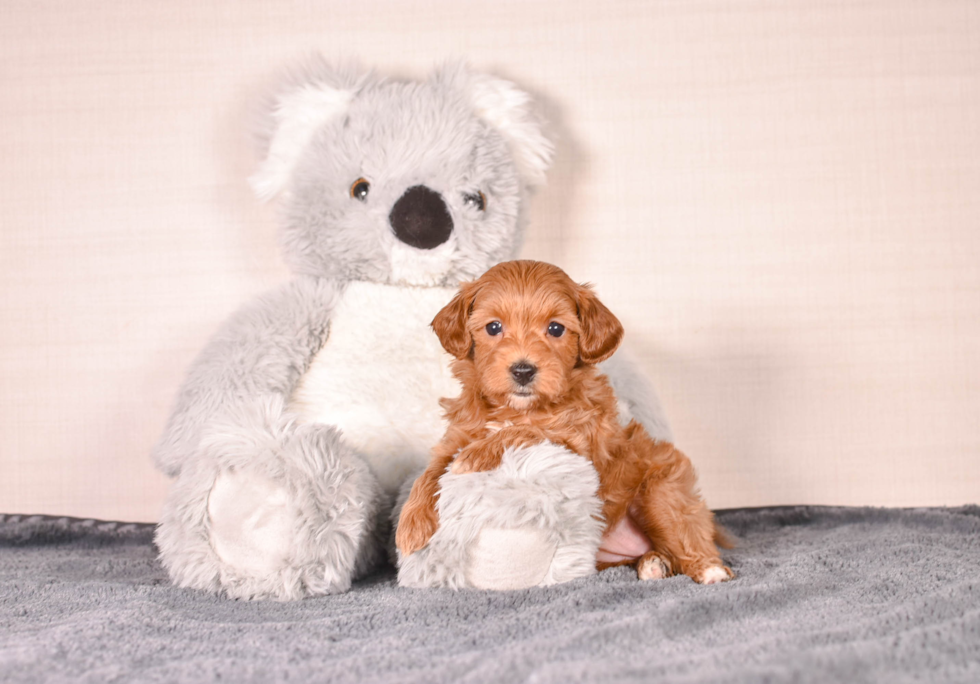 Cavapoo Puppy for Adoption