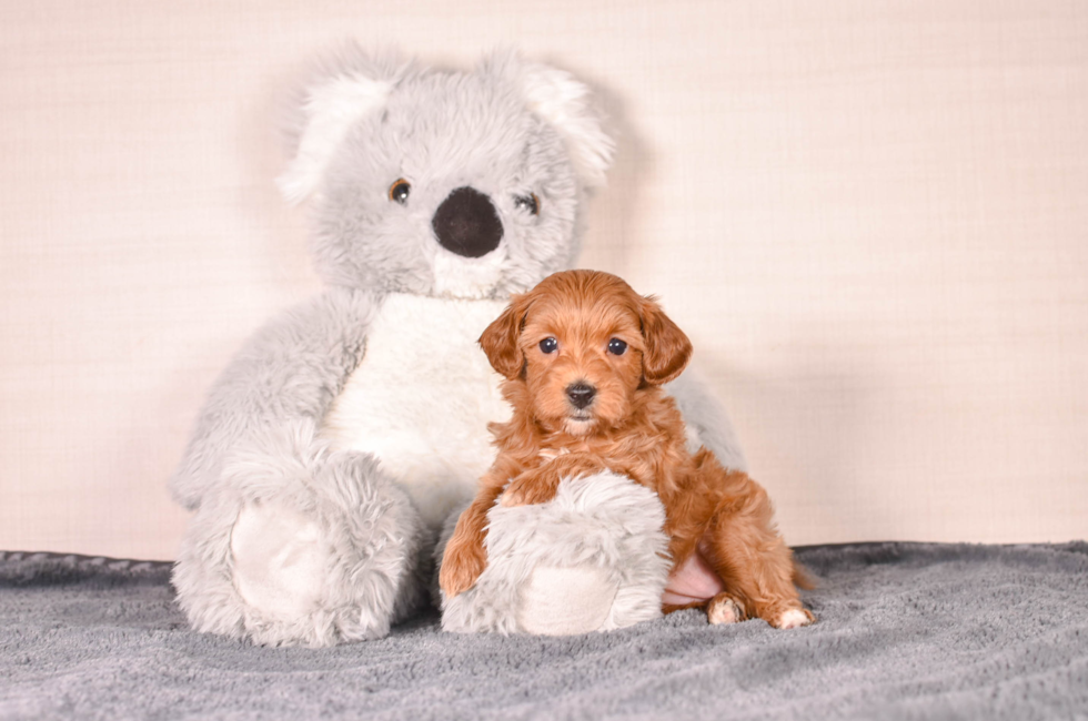 5 week old Cavapoo Puppy For Sale - Simply Southern Pups