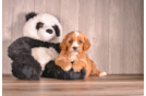 Cavapoo Puppy for Adoption