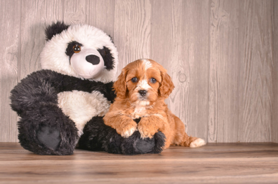 Cavapoo Puppy for Adoption