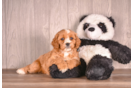 Cavapoo Pup Being Cute