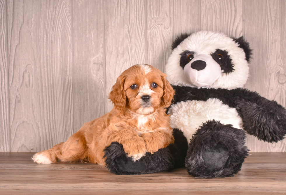 Cavapoo Pup Being Cute