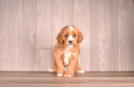 Best Cavapoo Baby