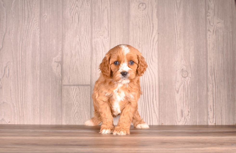 Best Cavapoo Baby