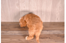 Cute Cavapoo Baby