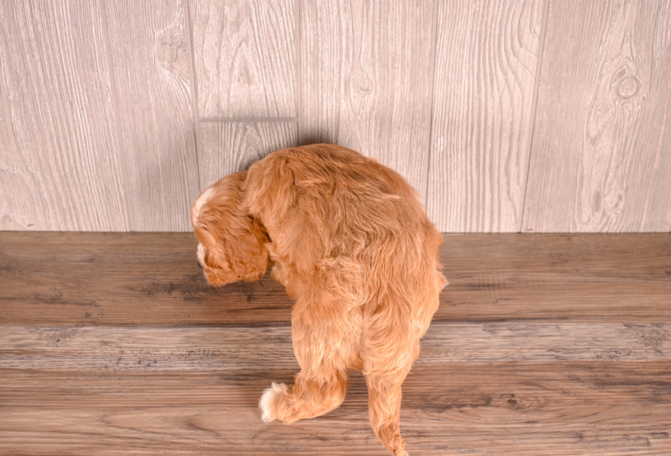 Cute Cavapoo Baby