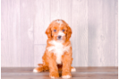 Cute Cavapoo Baby